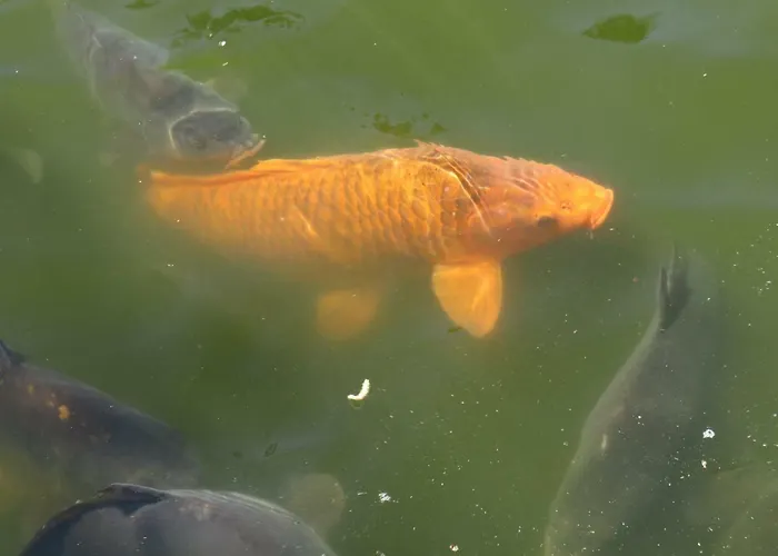 Rivendell Lejlighed *